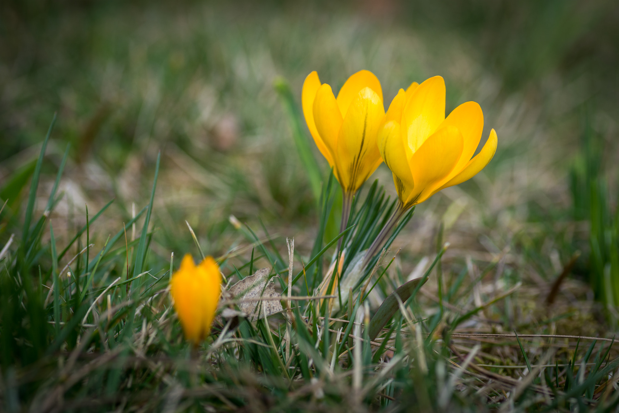 Nikon D7200 sample photo. Grey is gone photography