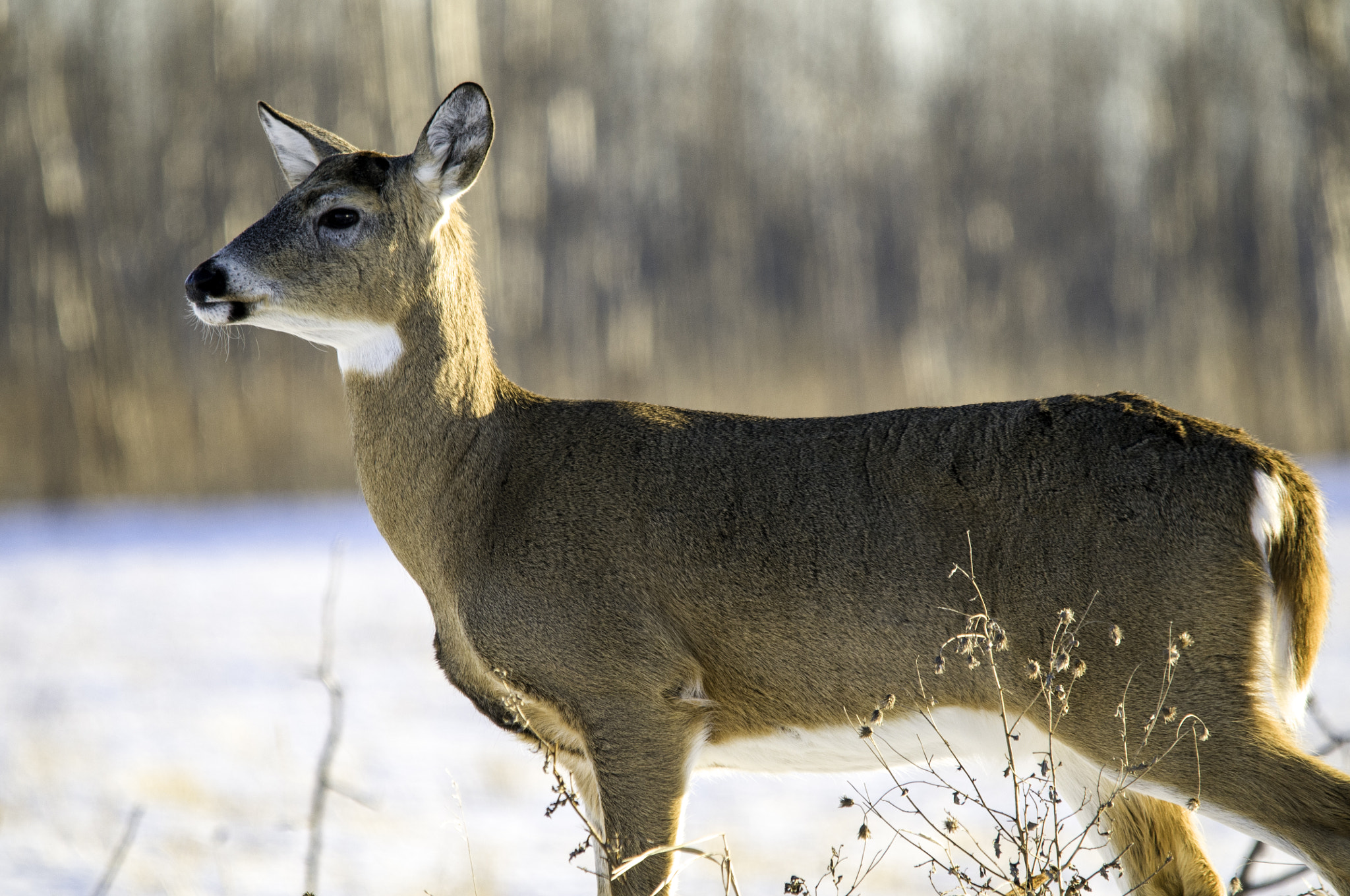 Sigma 150-500mm F5-6.3 DG OS HSM sample photo. Winter buck photography