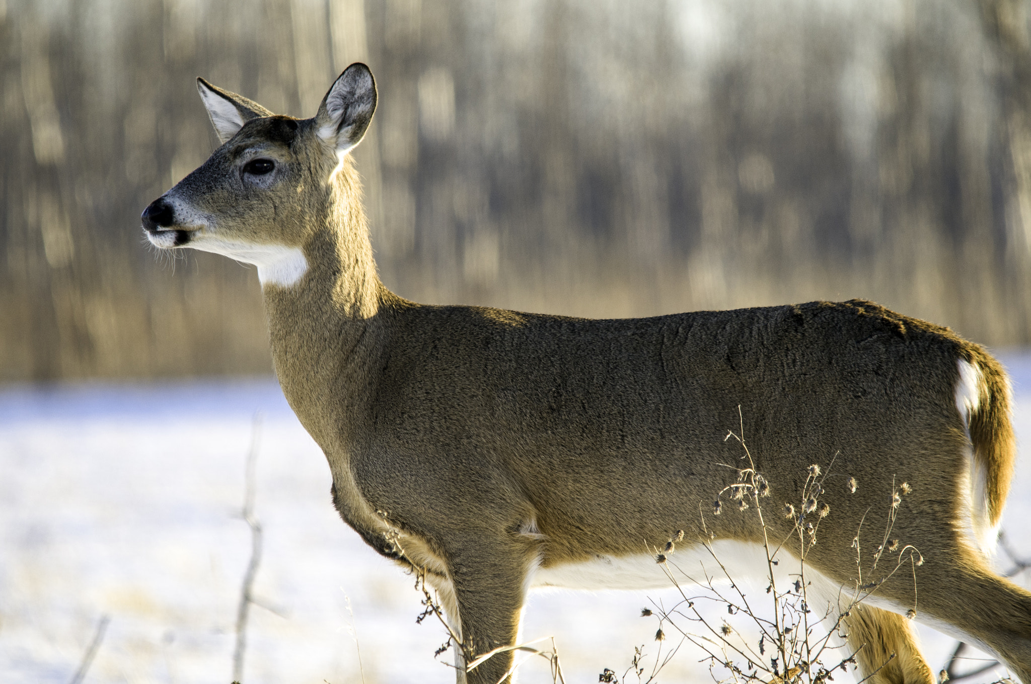 Nikon D300 + Sigma 150-500mm F5-6.3 DG OS HSM sample photo. Winter buck photography