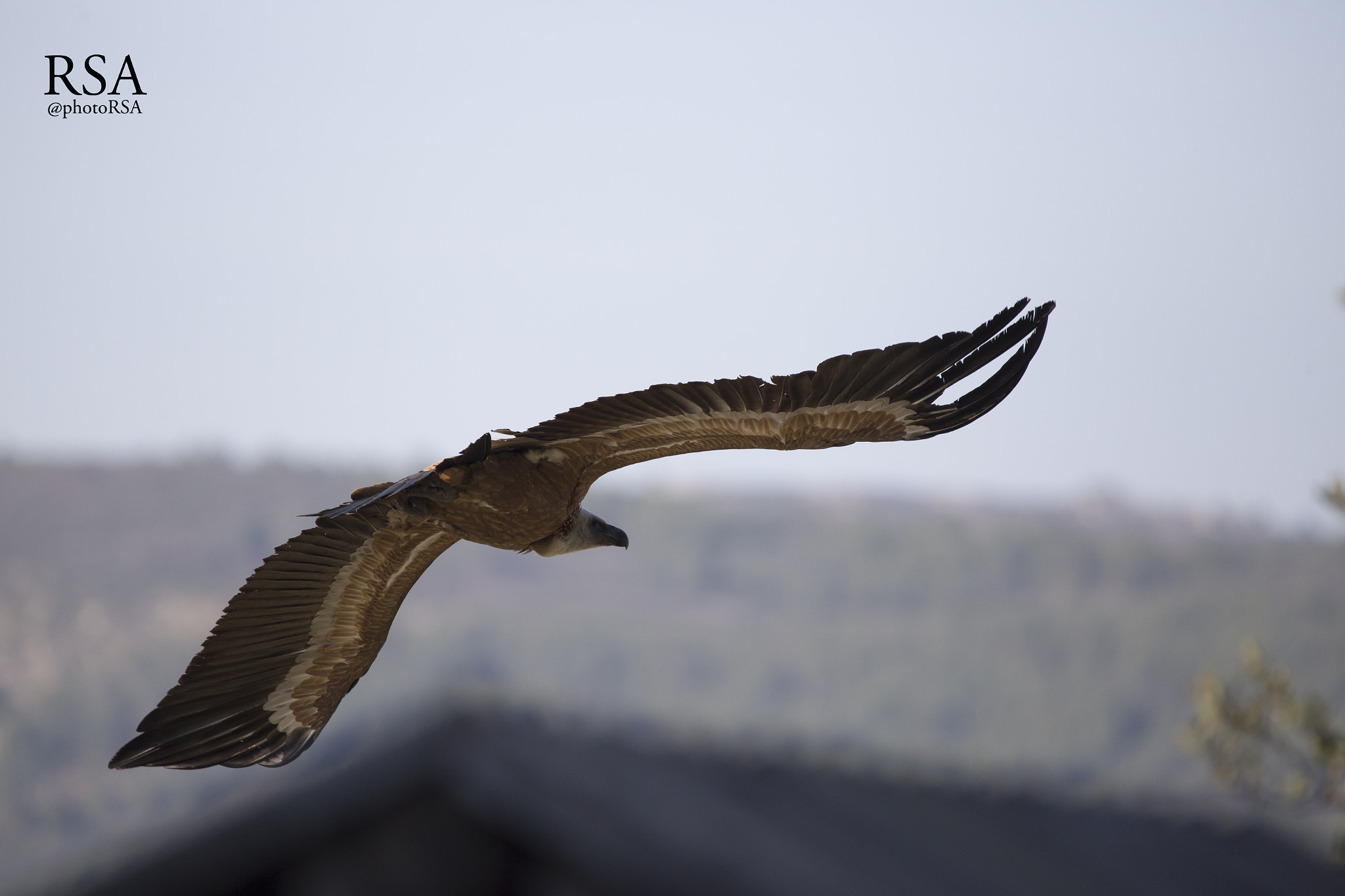 150-600mm F5-6.3 DG OS HSM | Contemporary 015 sample photo