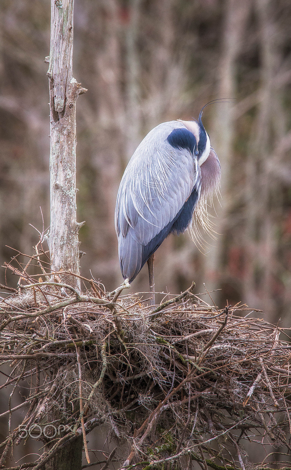 150-600mm F5-6.3 DG OS HSM | Contemporary 015 sample photo. Great blue resting photography