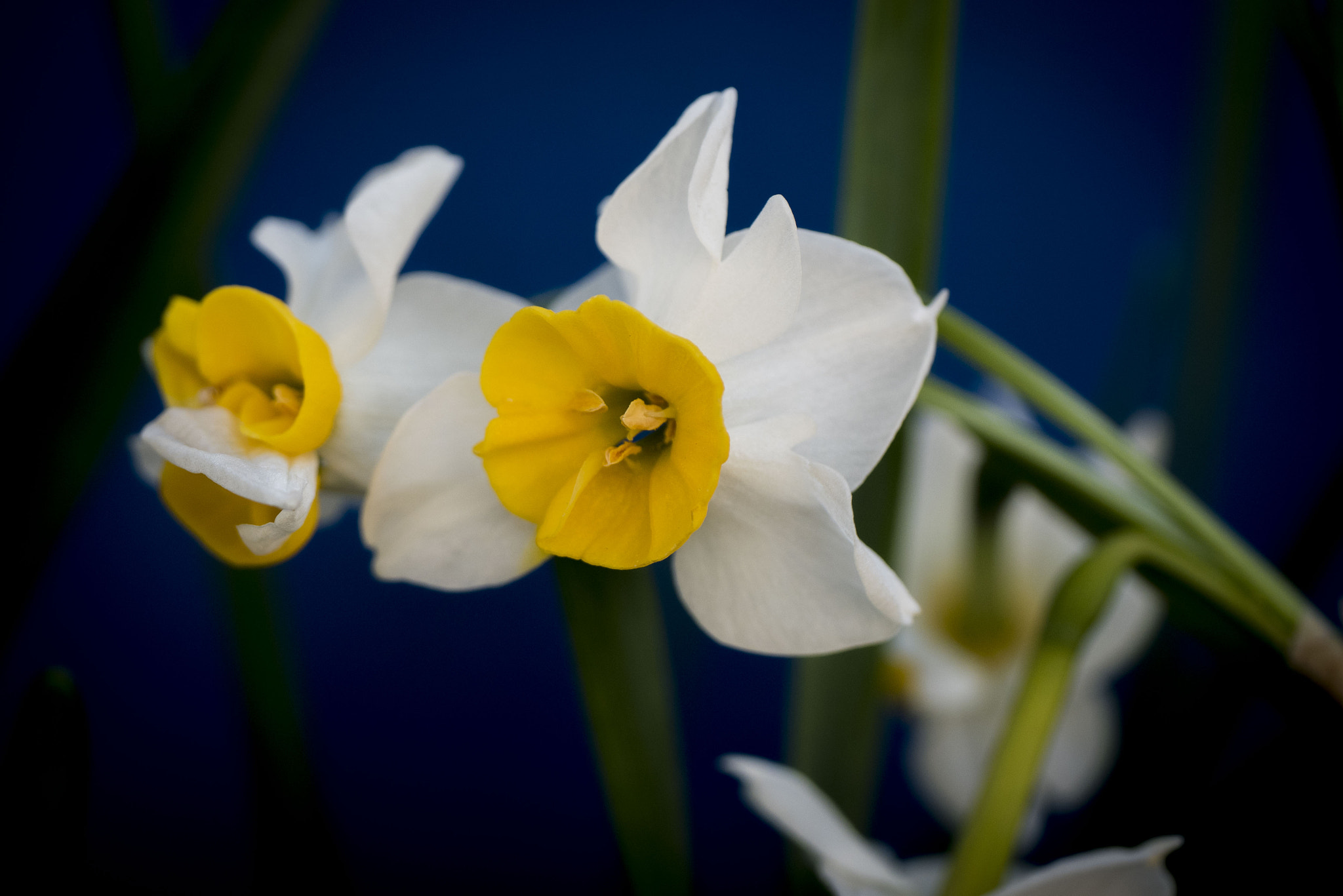 Panasonic Lumix DMC-GM5 + Panasonic Leica DG Macro-Elmarit 45mm F2.8 ASPH OIS sample photo. Narcissus photography