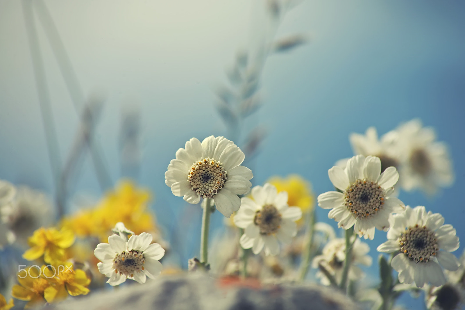 Canon EOS 5D sample photo. Summer fliwers photography