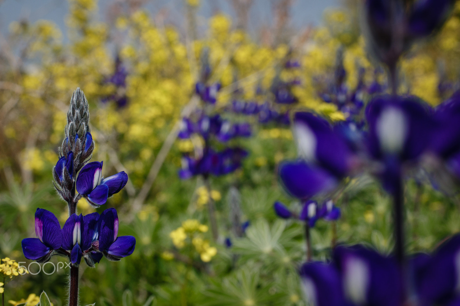 Canon EF 100mm F2.8L Macro IS USM sample photo. A sea of lupinus photography