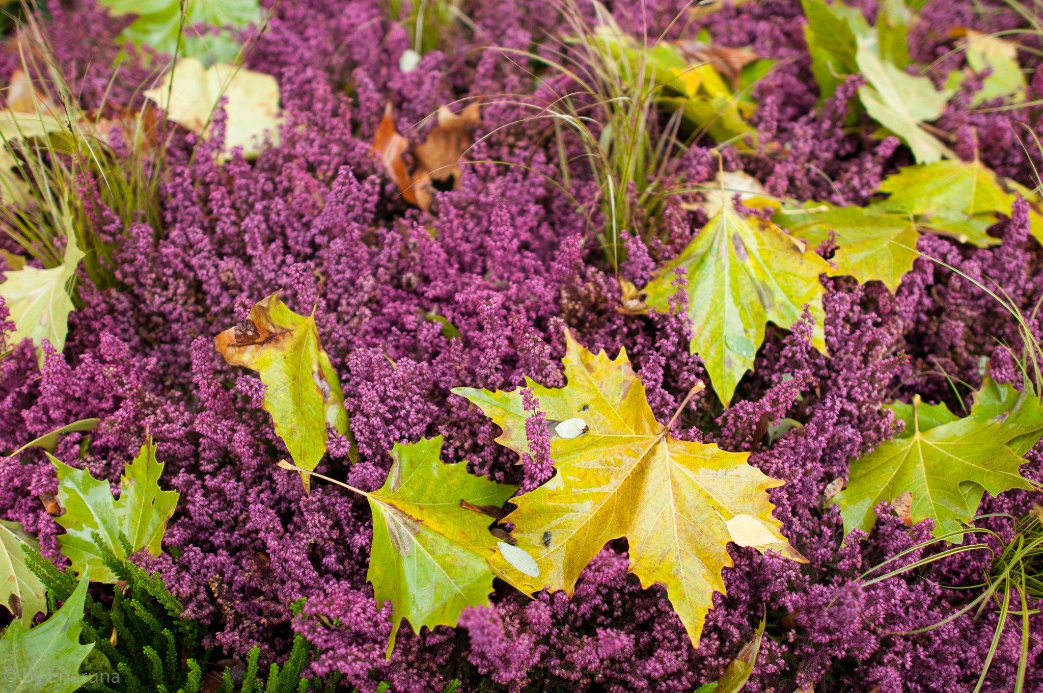 Nikon D300S + Nikon AF-S Nikkor 24mm F1.4G ED sample photo. Autumn leaves an d erica flowers photography