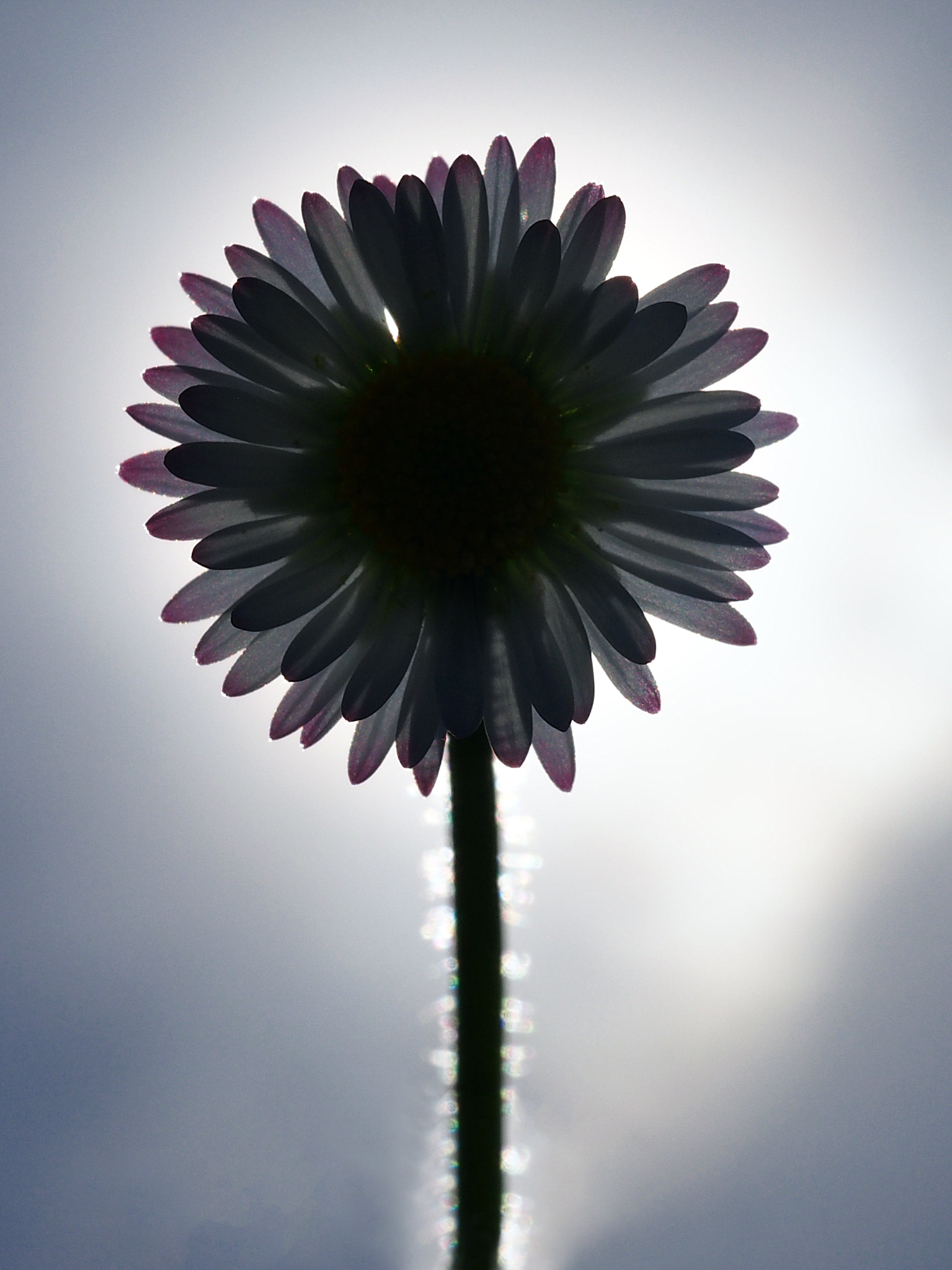 Olympus M.Zuiko Digital ED 60mm F2.8 Macro sample photo. Spring is coming photography