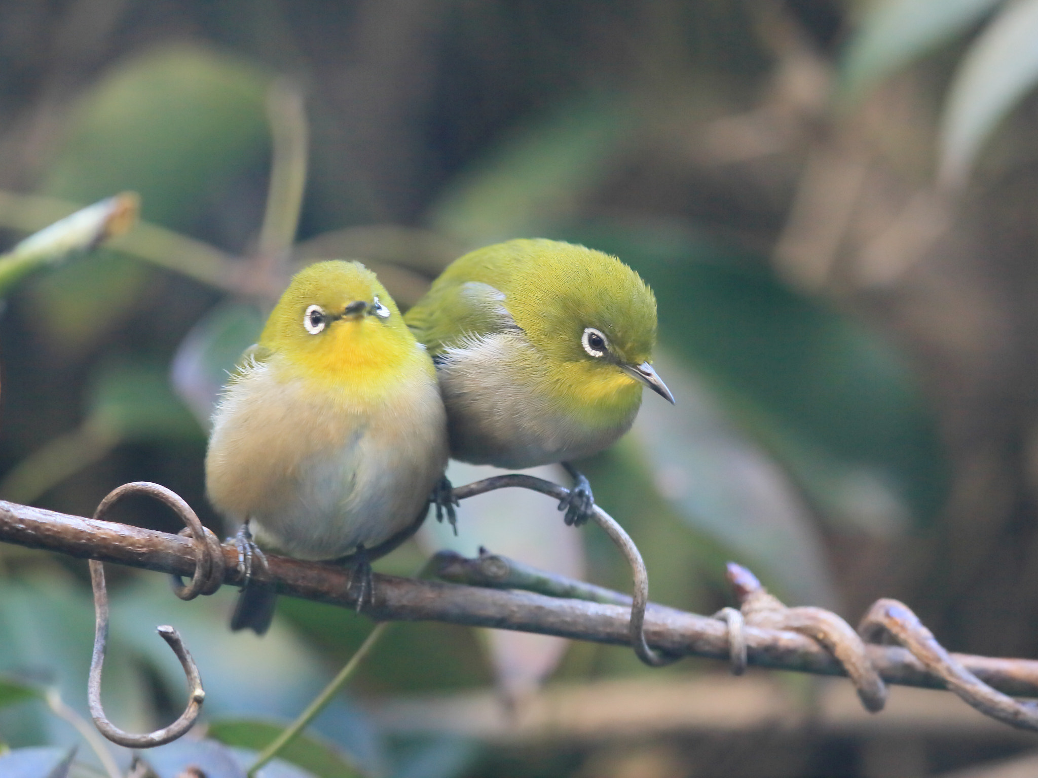 Canon EF 400mm F2.8L IS II USM sample photo. メジロ japanese white-eye photography