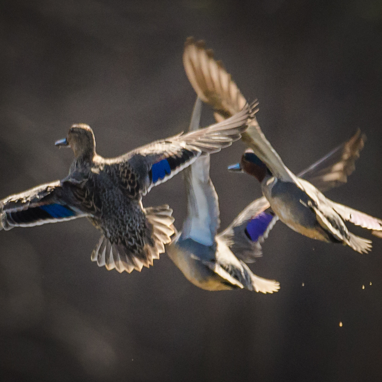 Nikon D500 + Sigma 50mm F2.8 EX DG Macro sample photo. Ducks photography