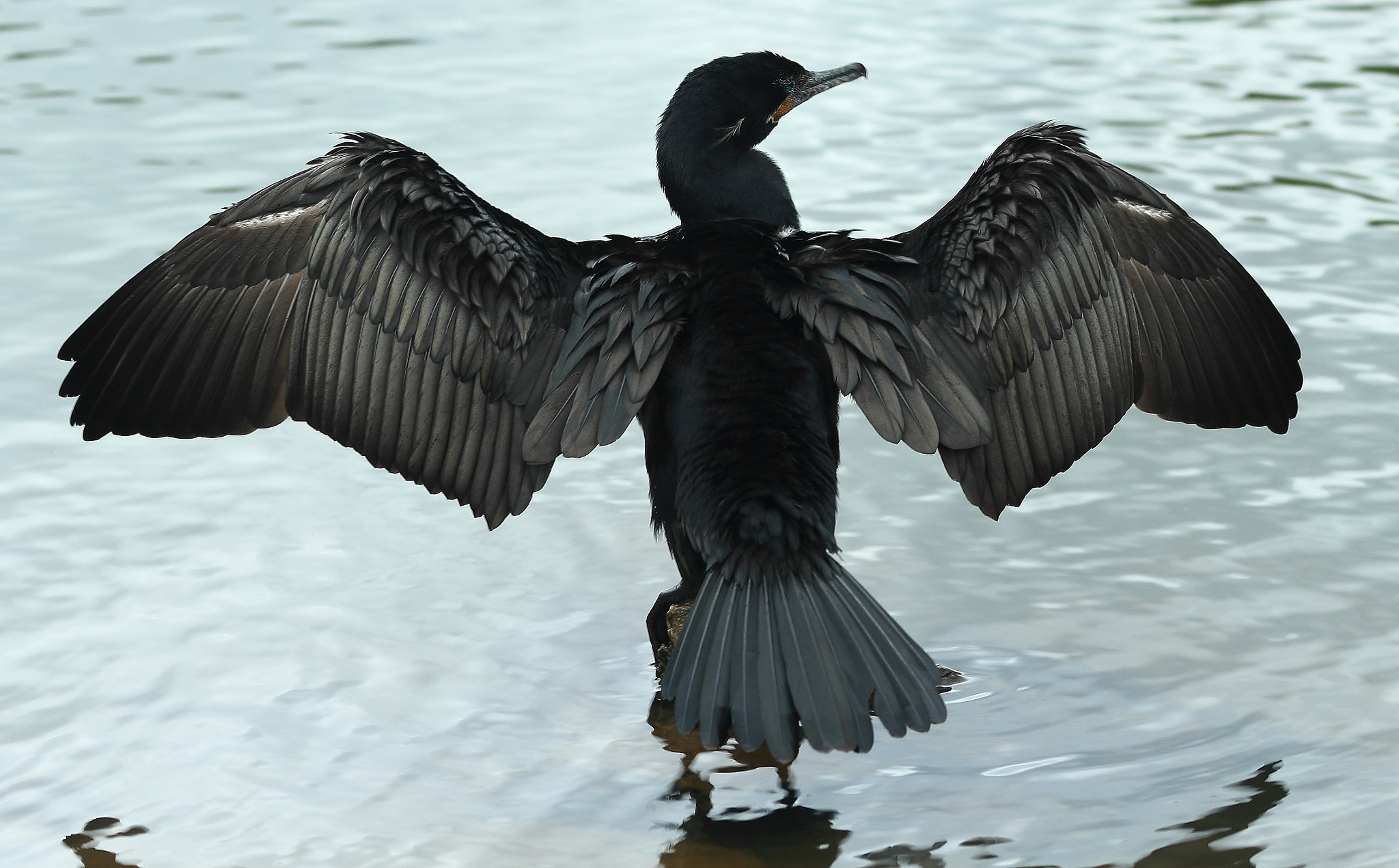 Canon EF 70-300mm F4-5.6 IS USM sample photo. Ostentation photography