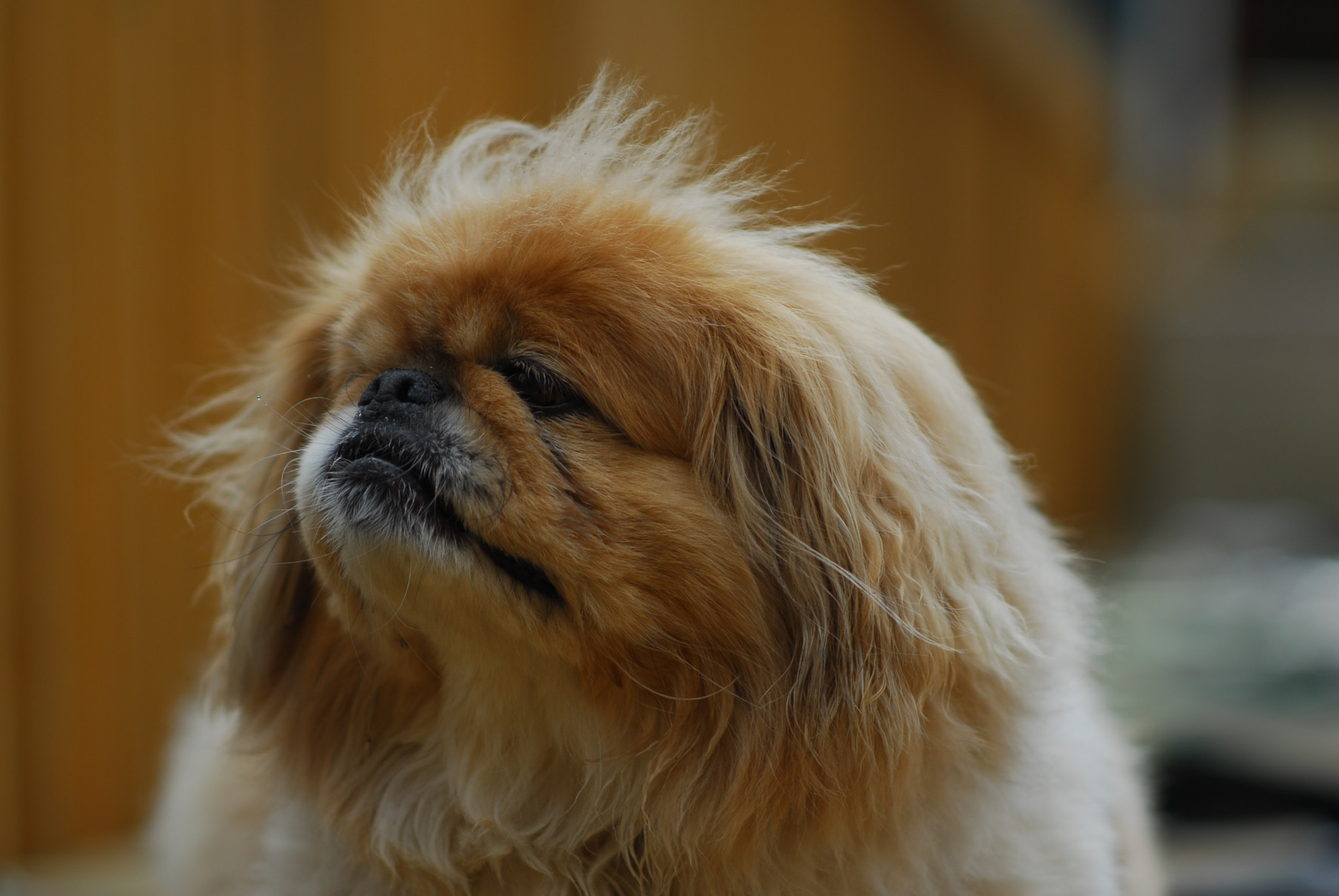 Nikon D200 sample photo. Sniffing the wind photography