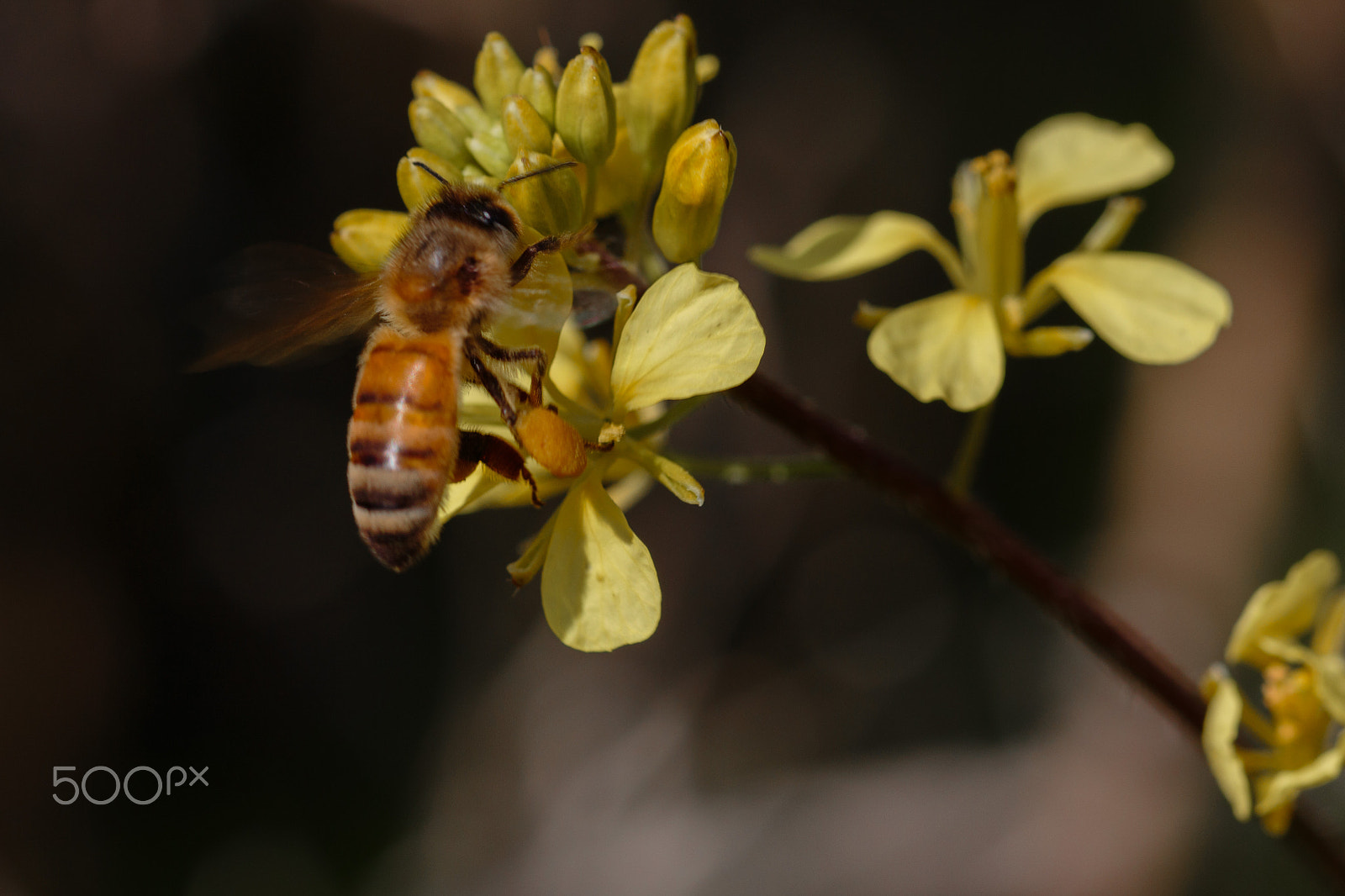 Canon EF 100mm F2.8L Macro IS USM sample photo. A working bee photography