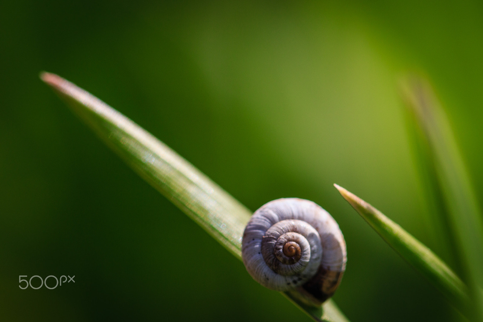 Canon EF 100mm F2.8L Macro IS USM sample photo. Hang in there! photography