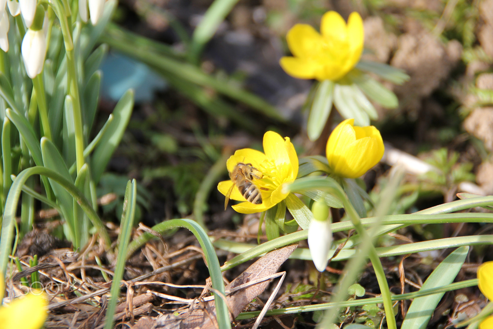 Canon EOS 550D (EOS Rebel T2i / EOS Kiss X4) + Tamron AF 18-250mm F3.5-6.3 Di II LD Aspherical (IF) Macro sample photo. Harbinger of spring photography