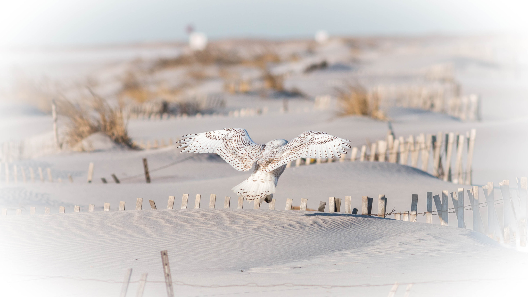 Canon EOS 70D + Canon EF 400mm F5.6L USM sample photo. Snowy angel photography