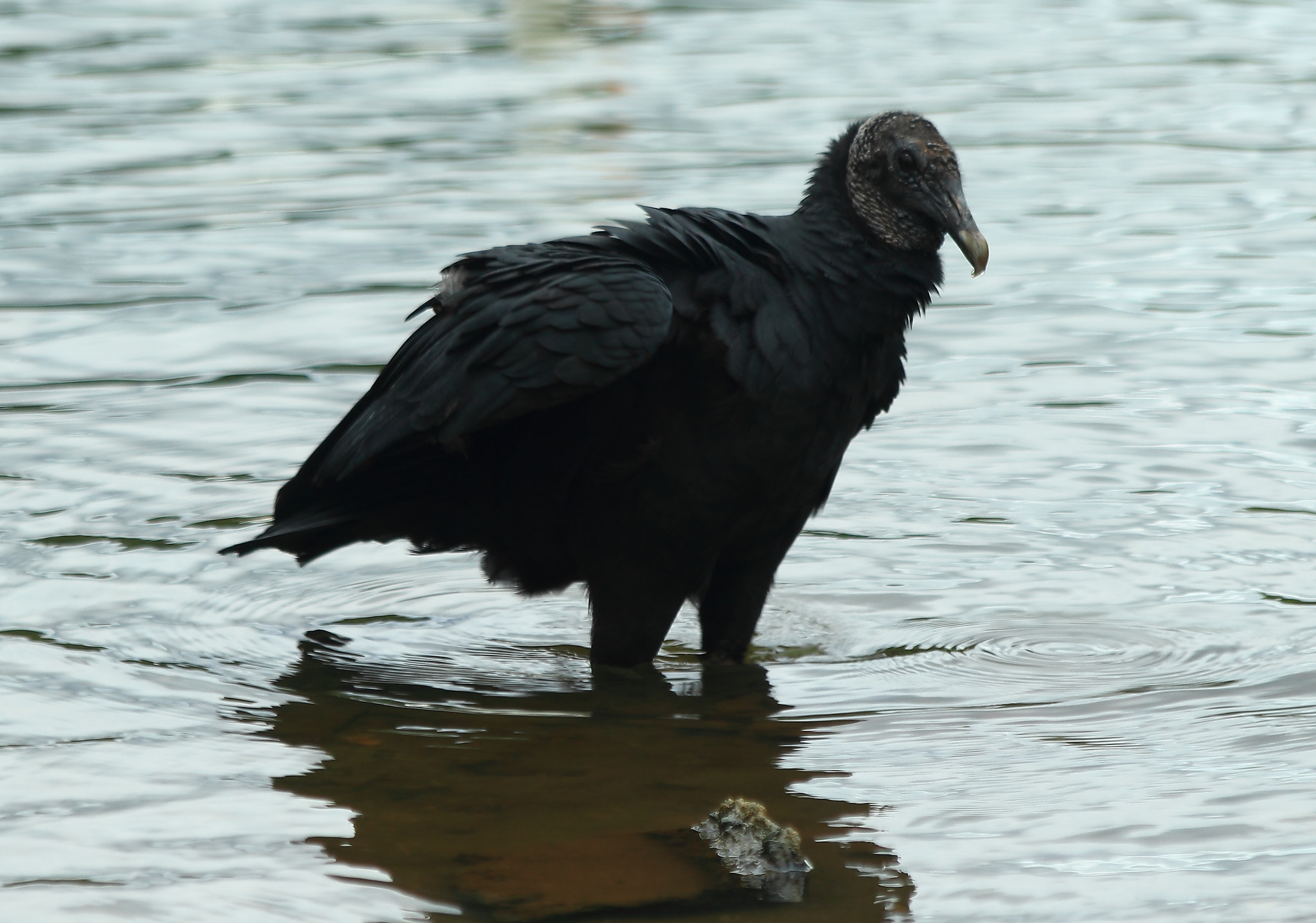 Canon EOS 600D (Rebel EOS T3i / EOS Kiss X5) + Canon EF 70-300mm F4-5.6 IS USM sample photo. Black vulture photography