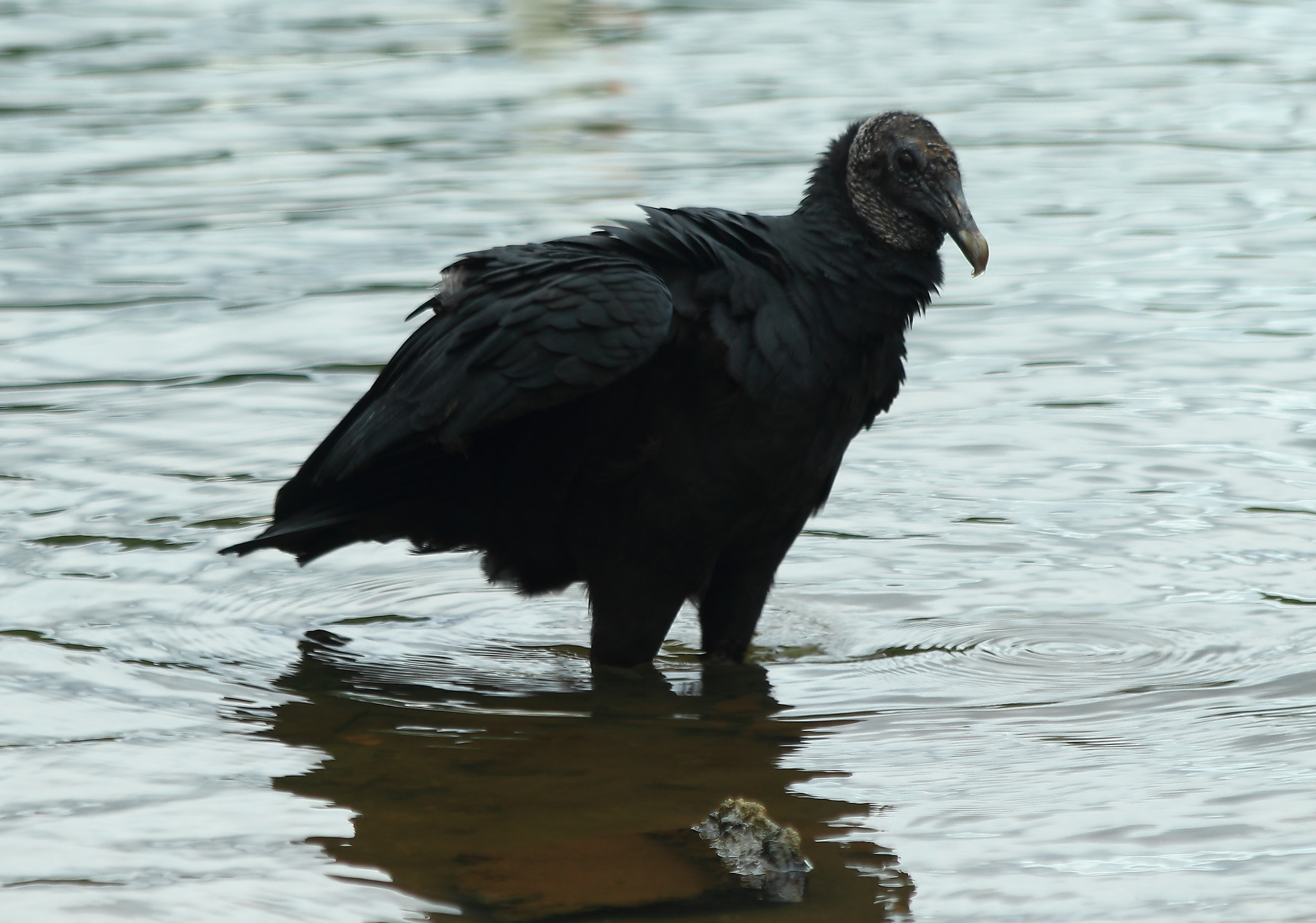 Canon EF 70-300mm F4-5.6 IS USM sample photo. Black vulture photography