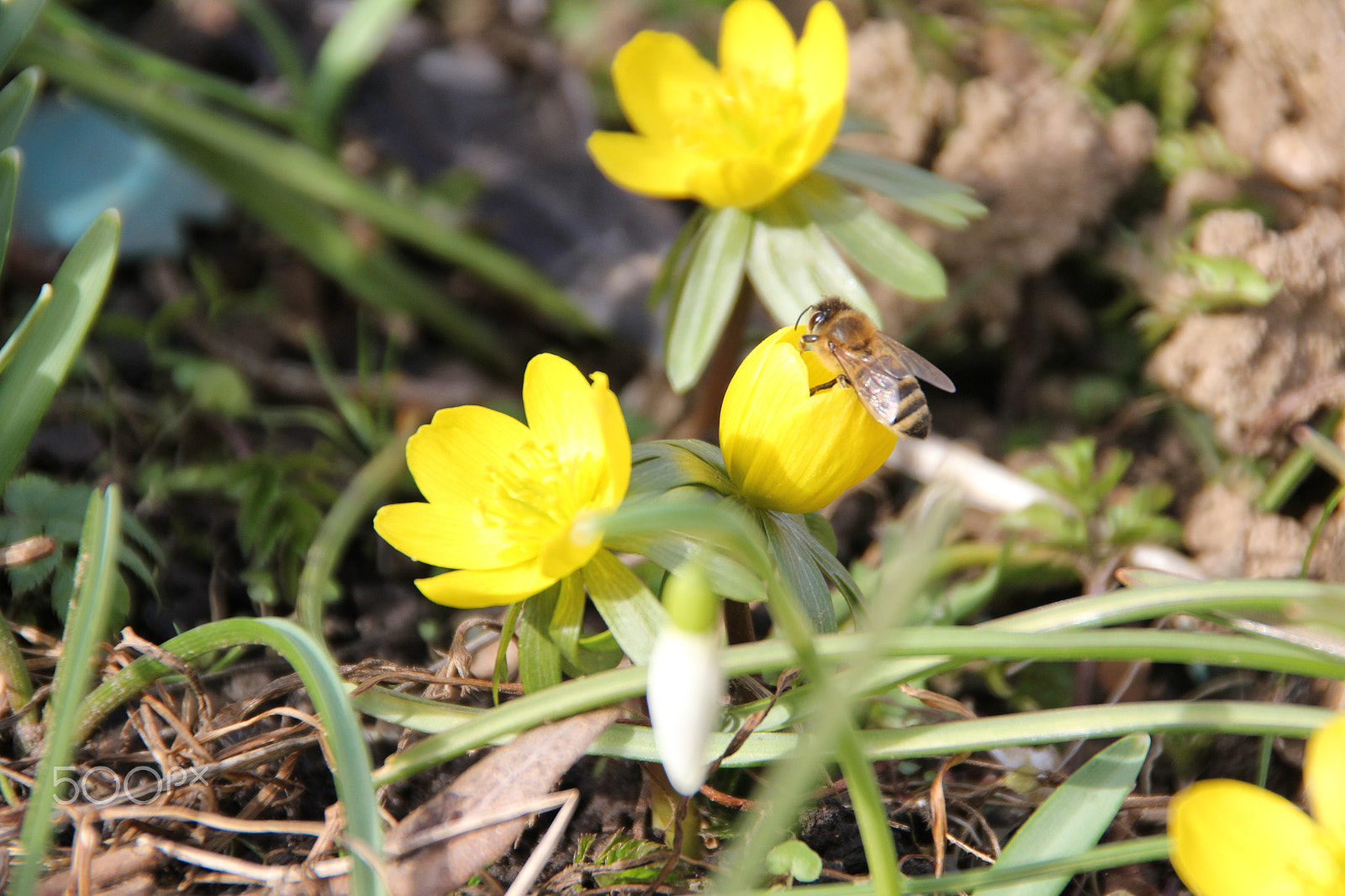 Canon EOS 550D (EOS Rebel T2i / EOS Kiss X4) + Tamron AF 18-250mm F3.5-6.3 Di II LD Aspherical (IF) Macro sample photo. Harbinger of spring photography