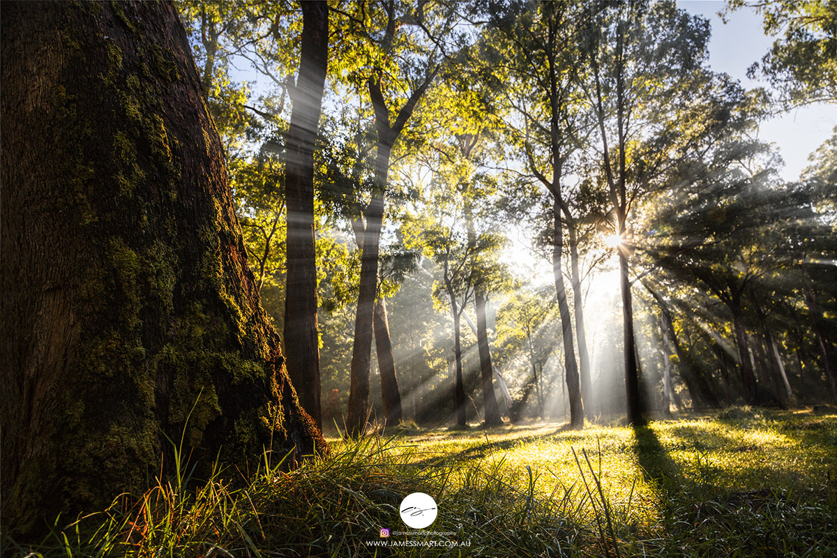 Canon EOS 5DS R sample photo. Howqua light photography