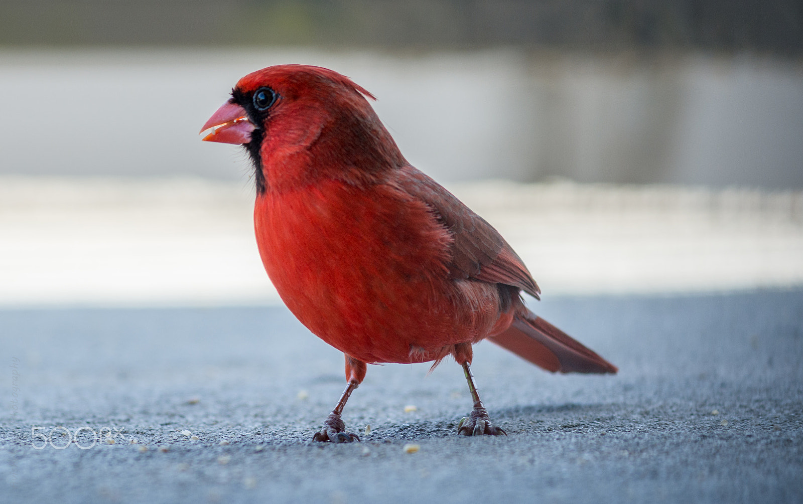 Nikon AF-Nikkor 80-200mm F2.8D ED sample photo. Cardinal bird photography
