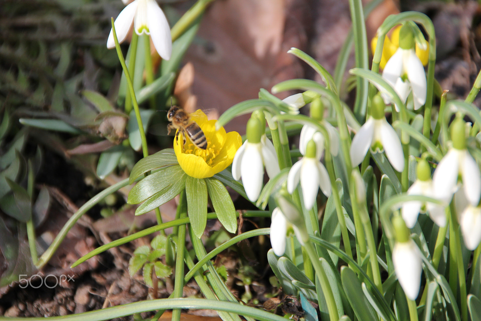 Canon EOS 550D (EOS Rebel T2i / EOS Kiss X4) sample photo. Harbinger of spring photography