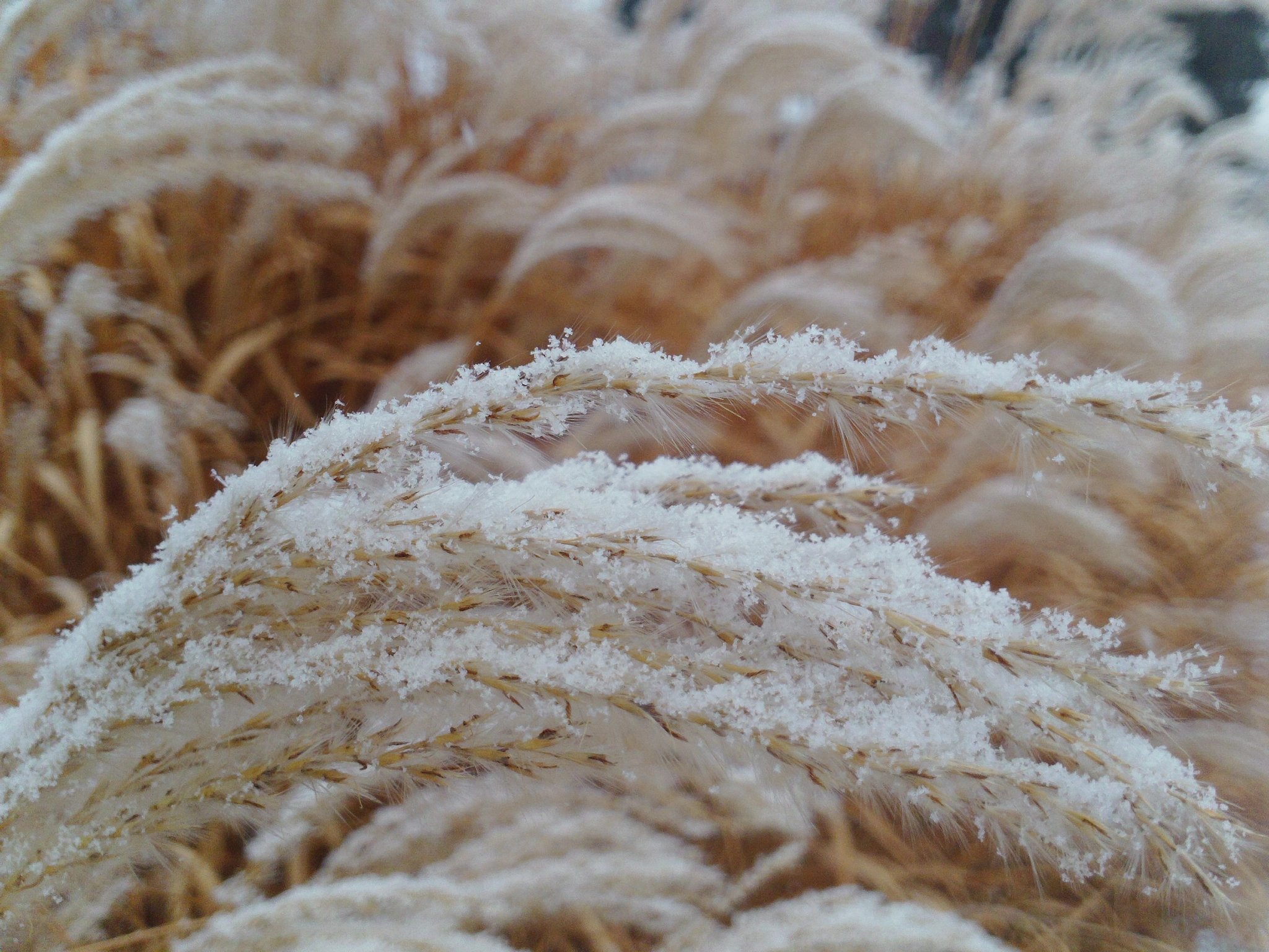 Samsung HMX-W300 sample photo. Snowy wheat photography