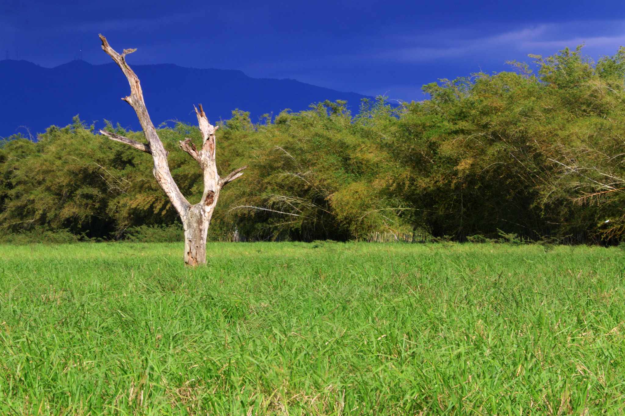 Canon EF 28-135mm F3.5-5.6 IS USM sample photo. Por cabo rojo entre tanta vida photography