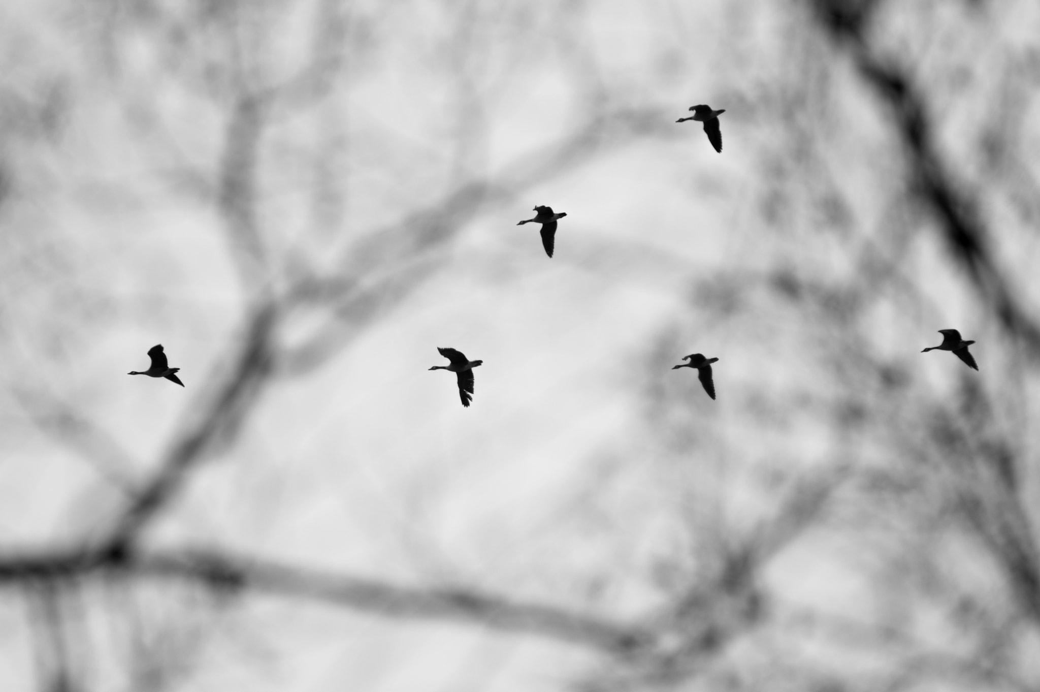 Pentax K-3 + Pentax smc DA* 300mm F4.0 ED (IF) SDM sample photo. Geese through the branches photography