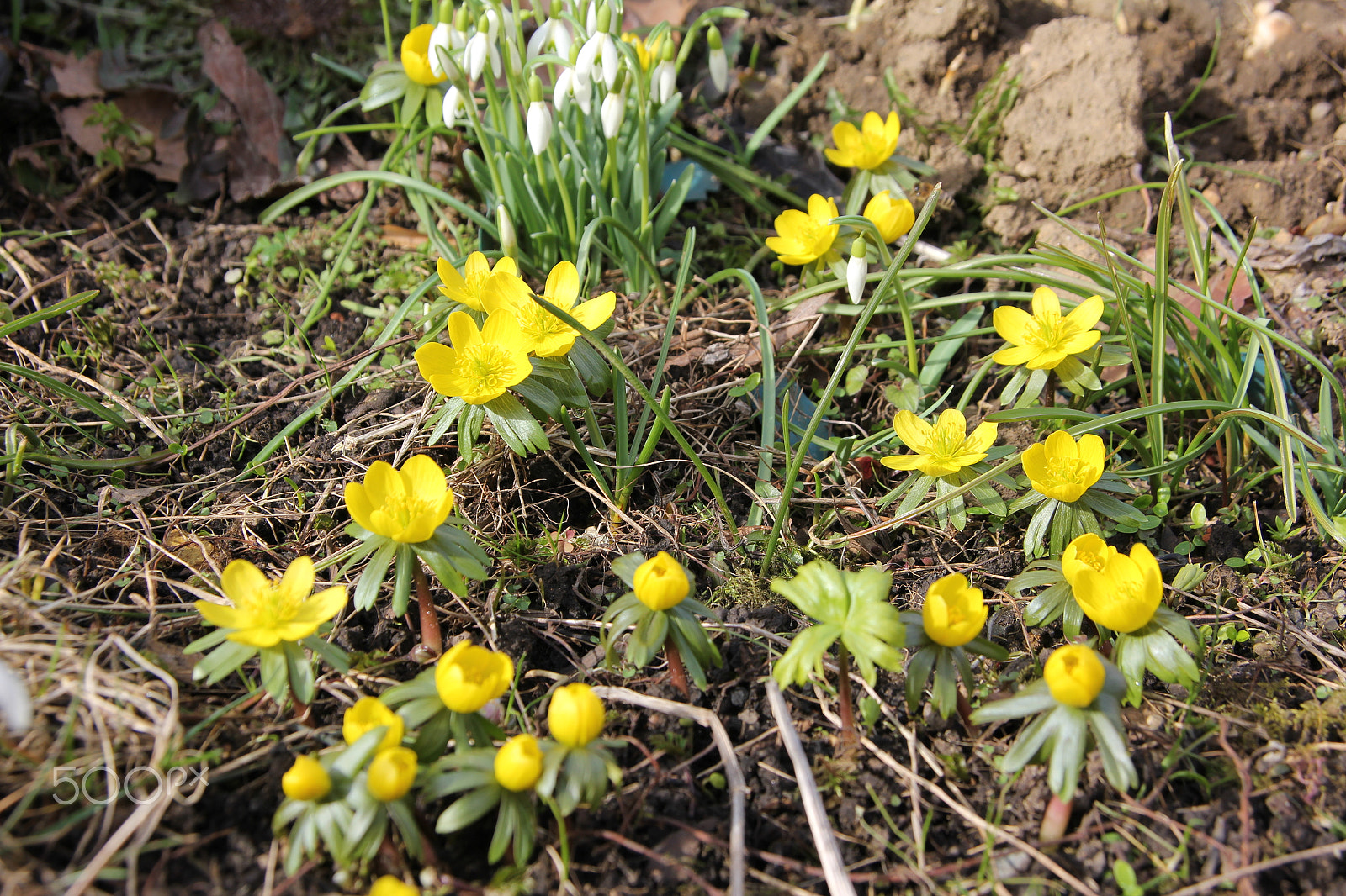 Canon EOS 550D (EOS Rebel T2i / EOS Kiss X4) sample photo. The first flowers - harbinger of spring photography