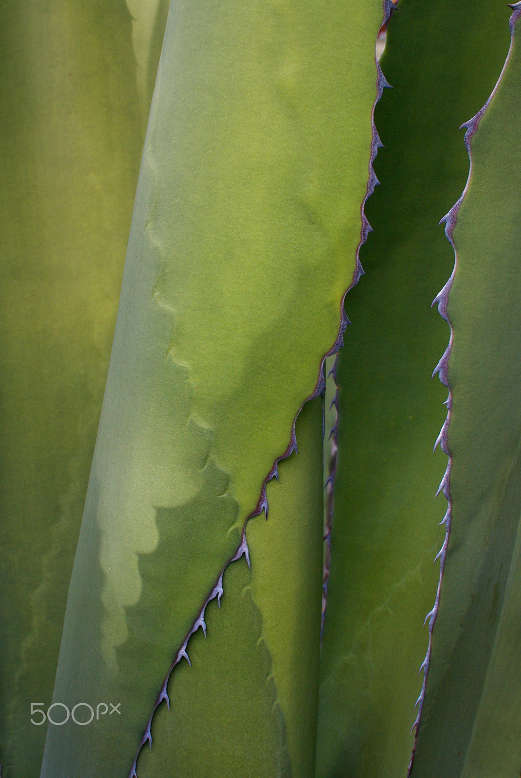 Nikon 1 J2 + Nikon 1 Nikkor 18.5mm F1.8 sample photo. Cactus shadows & ridges photography