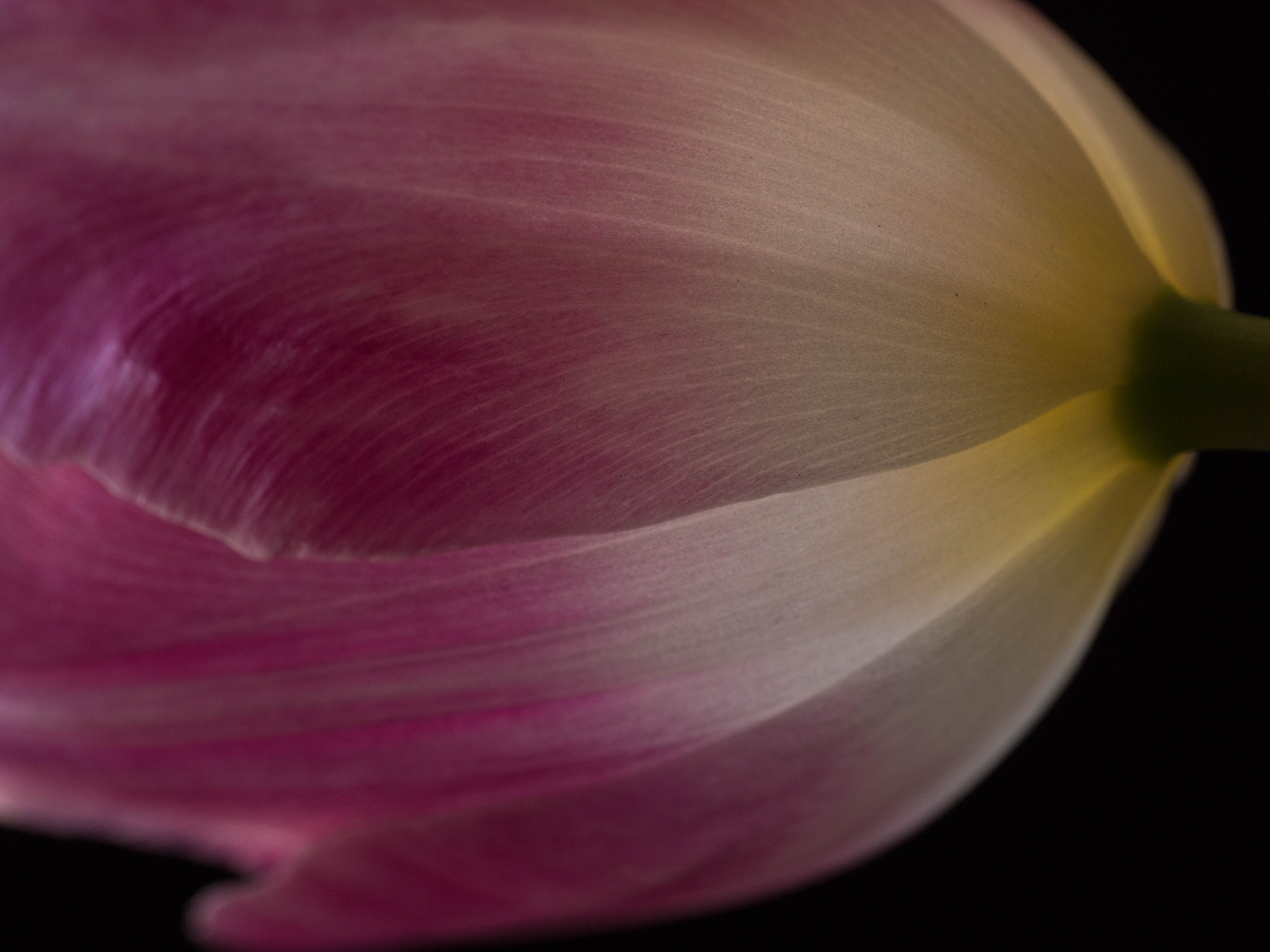 Panasonic Leica DG Macro-Elmarit 45mm F2.8 ASPH OIS sample photo