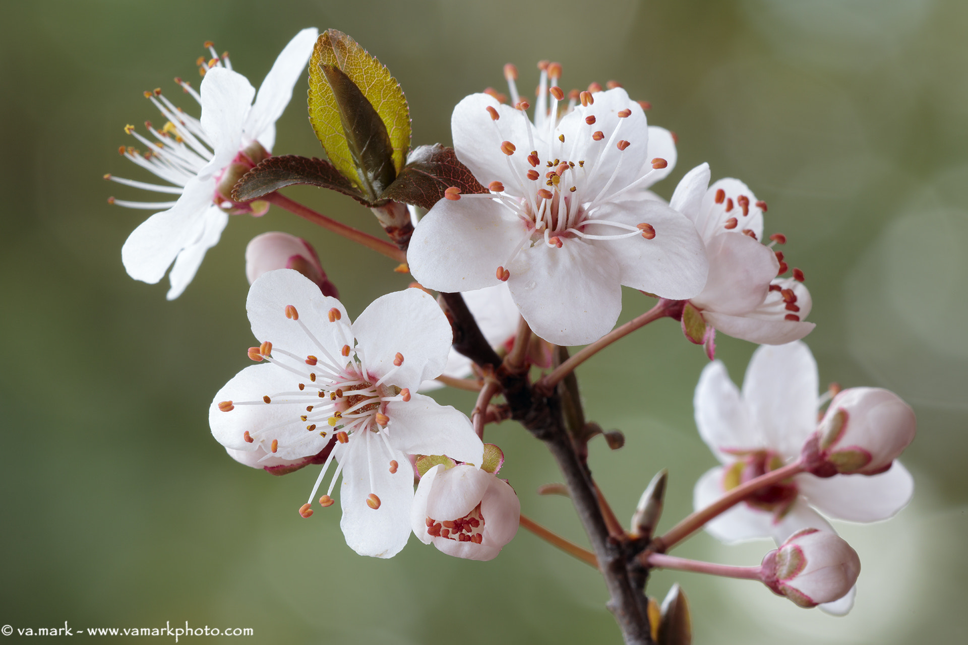 Canon EF 180mm F3.5L Macro USM sample photo. Prugnolo selvatico photography