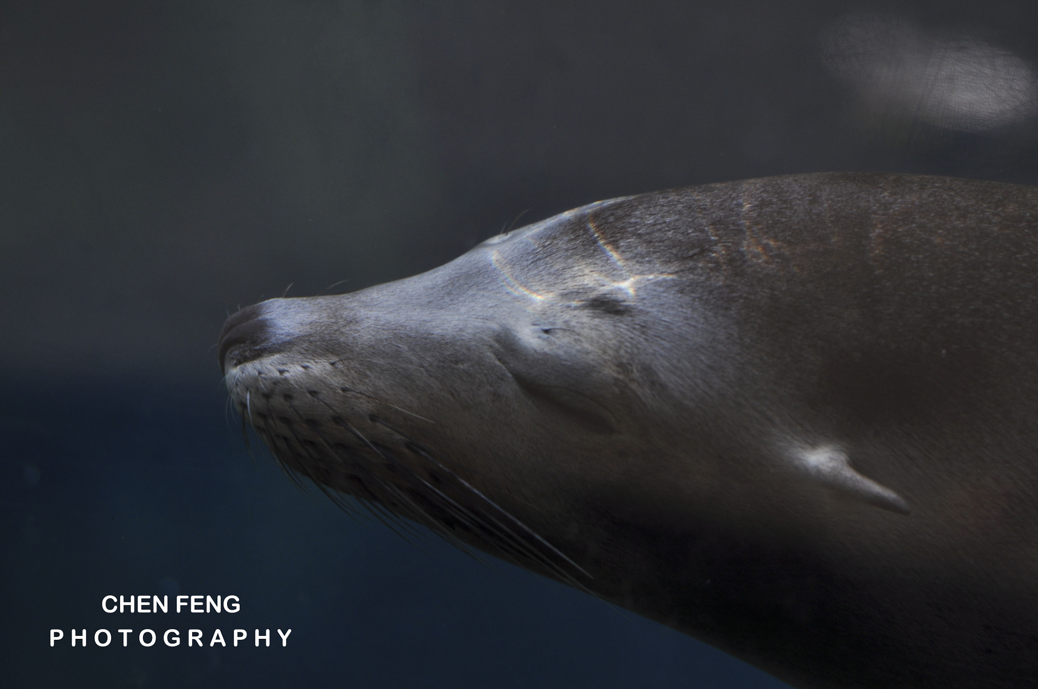 Nikon AF-S Nikkor 70-200mm F2.8G ED VR II sample photo. Let's relax on sunday like the seal. photography