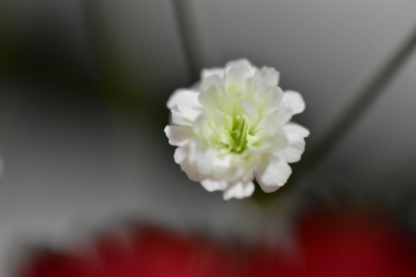 Nikon AF-S DX Micro-Nikkor 85mm F3.5G ED VR sample photo