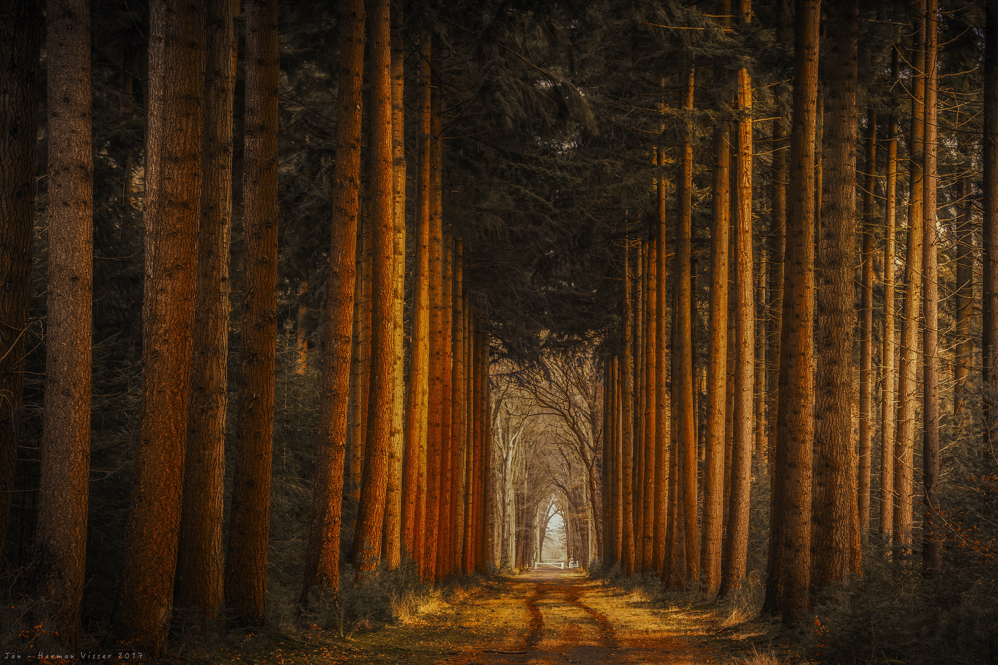 Canon EF 50-200mm f/3.5-4.5 sample photo. Path of the king photography