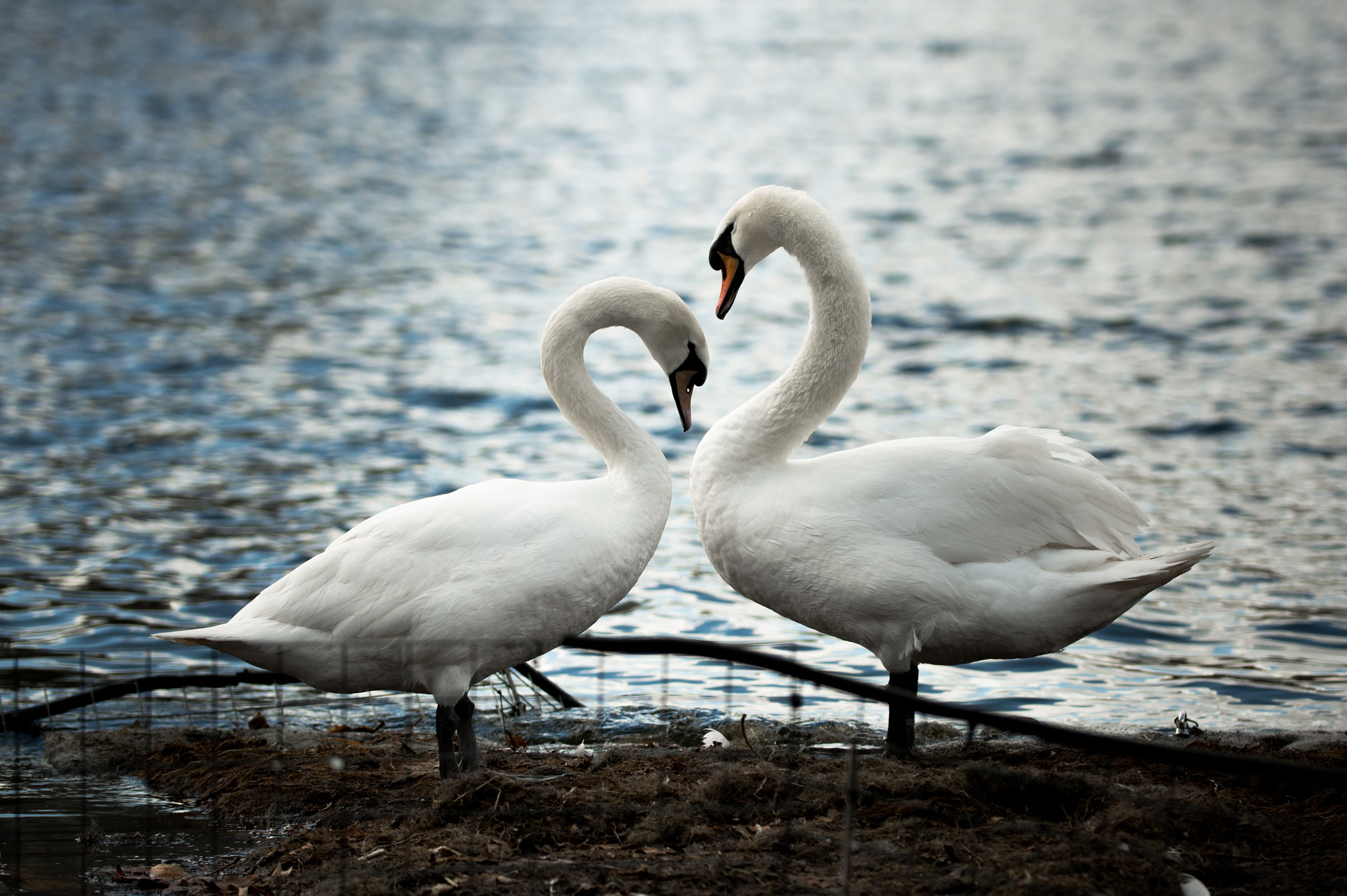 Nikon D7100 + Sigma 50-100mm F1.8 DC HSM Art sample photo