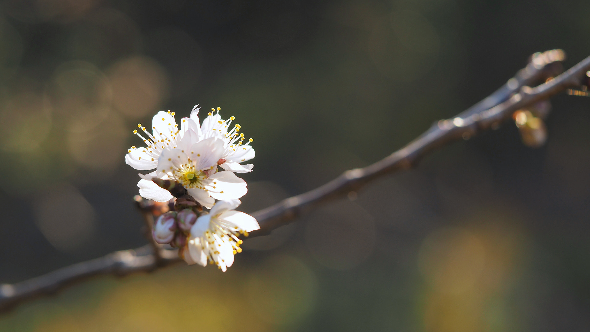 Olympus M.Zuiko Digital ED 60mm F2.8 Macro sample photo. Prunus pseudocerasu photography