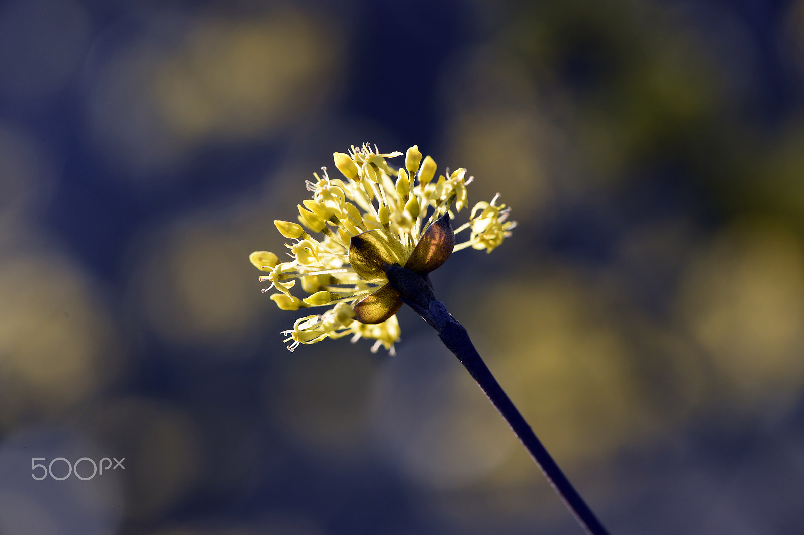 Nikon Df sample photo. Fanfare of spring photography
