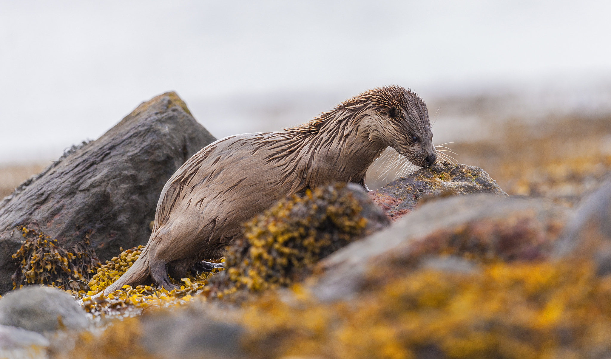 Nikon D700 + Nikon AF-S Nikkor 500mm F4G ED VR sample photo. Otter photography