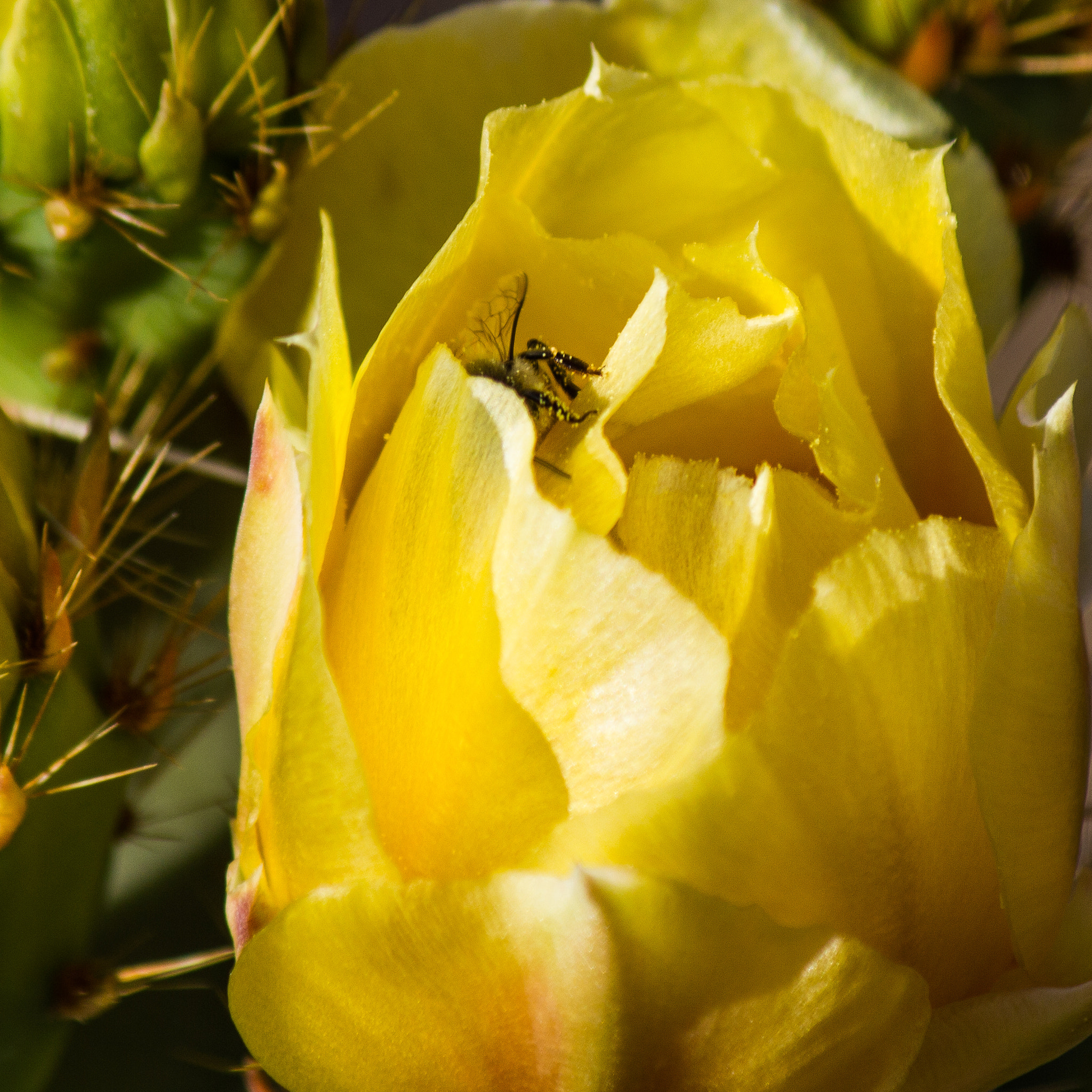 Canon EOS 550D (EOS Rebel T2i / EOS Kiss X4) sample photo. Cactus bloom with bee photography