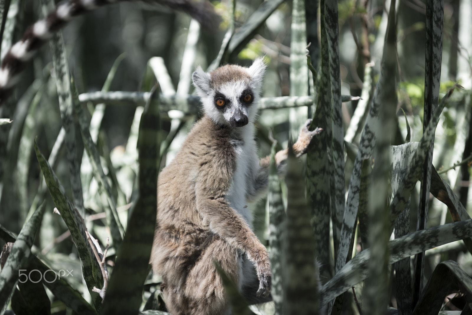 Nikon D750 sample photo. Ring-tailed lemur photography