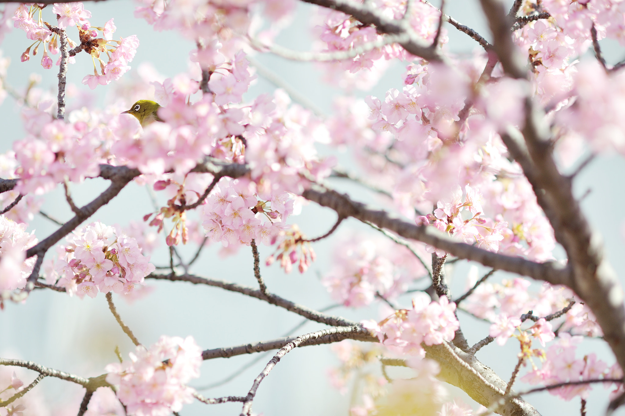 Nikon D700 + AF DC-Nikkor 135mm f/2D sample photo. Sakura-bath photography