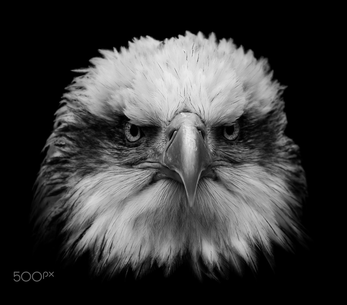 Fujifilm XF 100-400mm F4.5-5.6 R LM OIS WR sample photo. The eagle photography