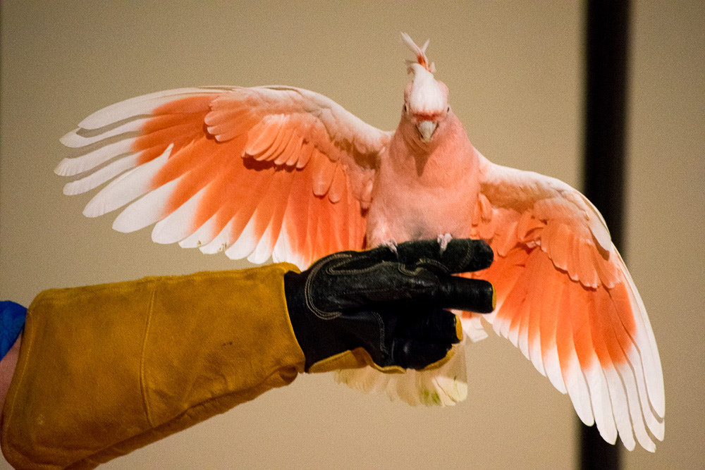 Nikon AF-S Nikkor 70-200mm F2.8G ED VR II sample photo. Feature story photography