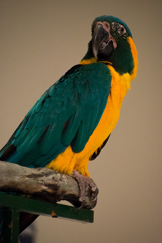 Nikon AF-S Nikkor 70-200mm F2.8G ED VR II sample photo. Feature story photography
