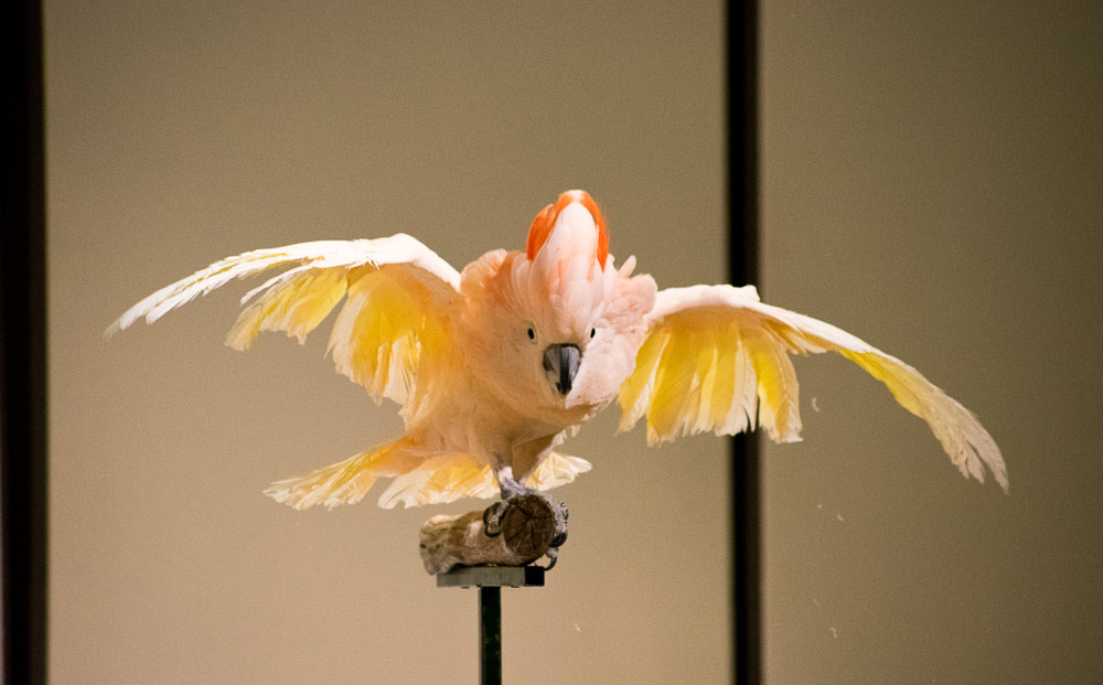 Nikon AF-S Nikkor 70-200mm F2.8G ED VR II sample photo. Feature story photography
