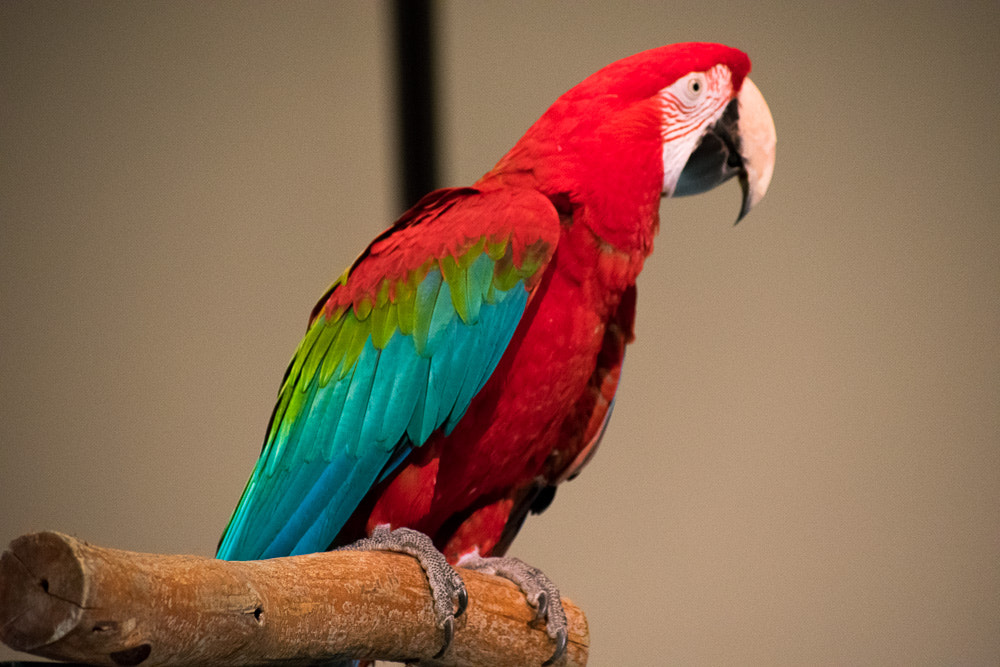 Nikon AF-S Nikkor 70-200mm F2.8G ED VR II sample photo. Feature story photography