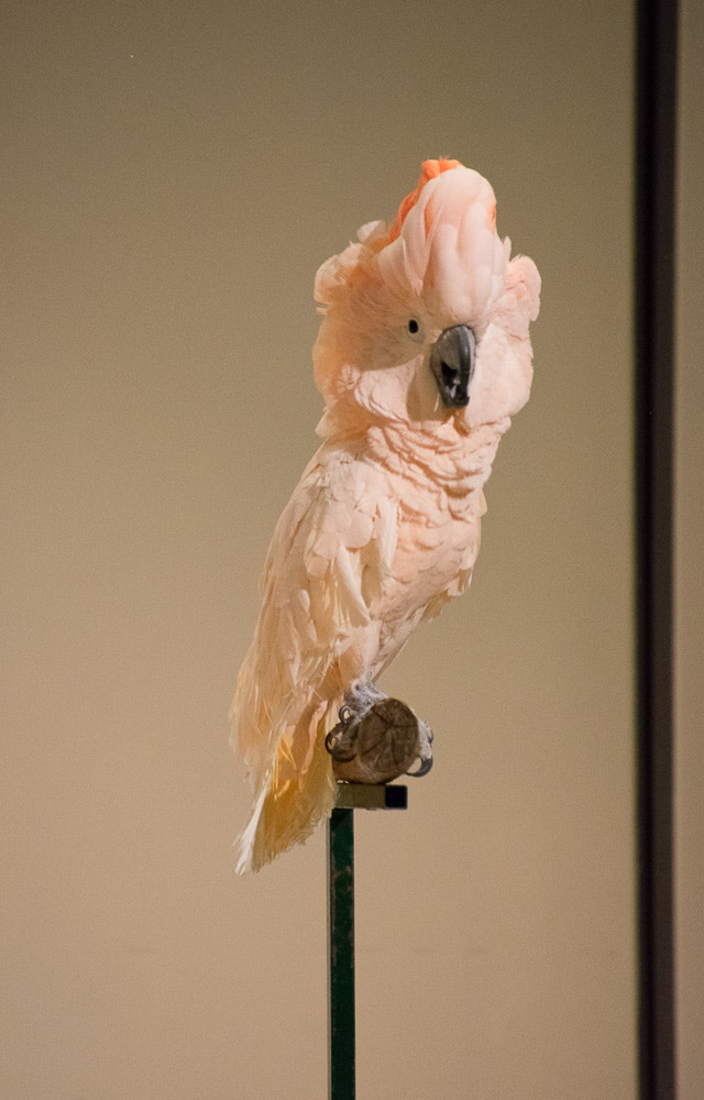 Nikon AF-S Nikkor 70-200mm F2.8G ED VR II sample photo. Feature story photography