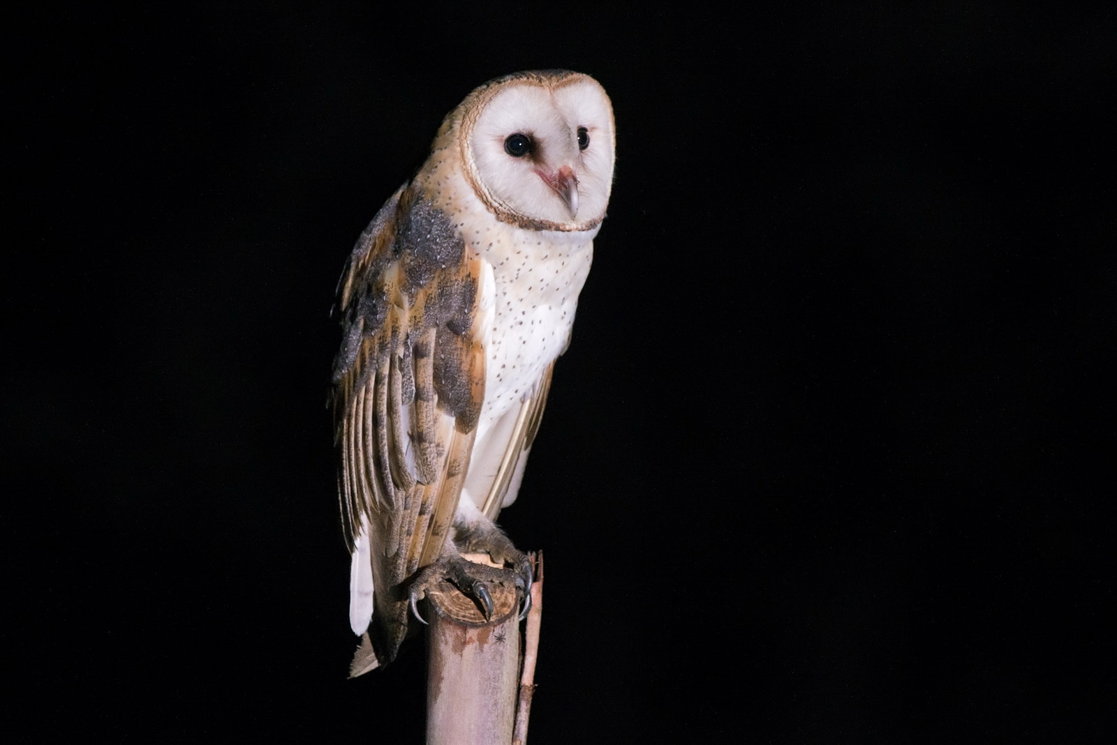 Nikon D800 sample photo. White owl photography