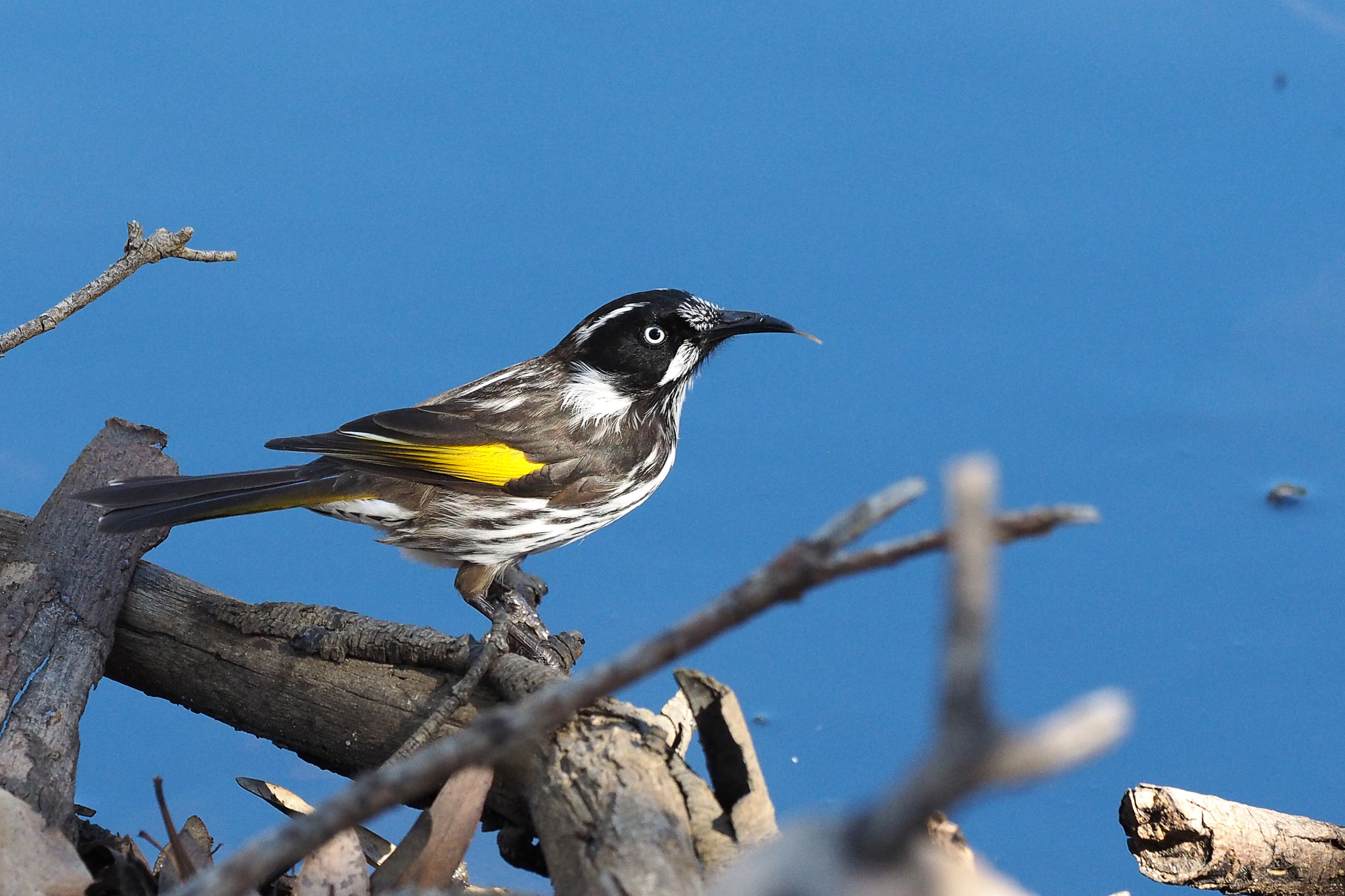 Olympus OM-D E-M1 sample photo. New holland honeyeater photography