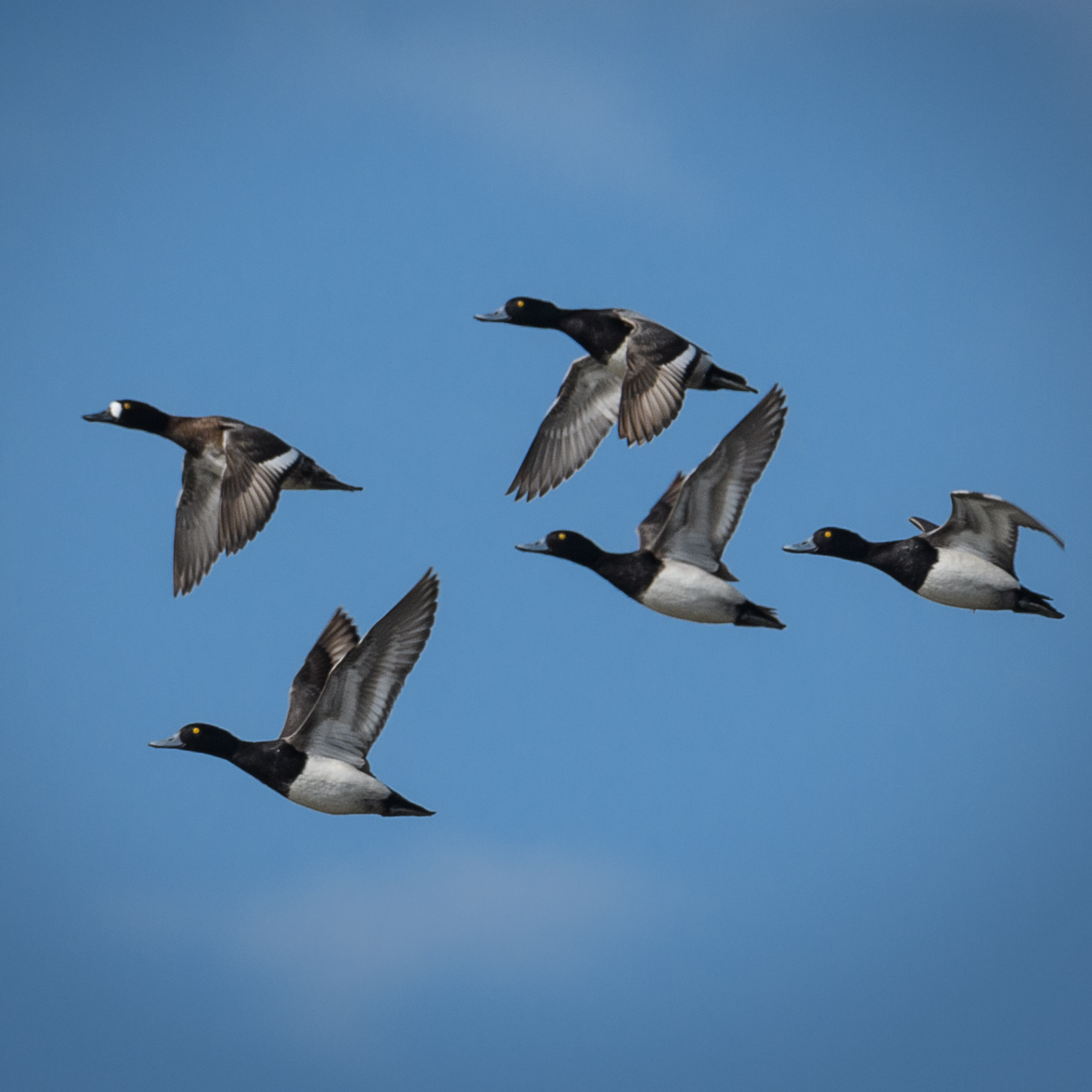 Nikon D500 + Sigma 50mm F2.8 EX DG Macro sample photo. Lesser scaup photography